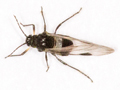Anoecia corni